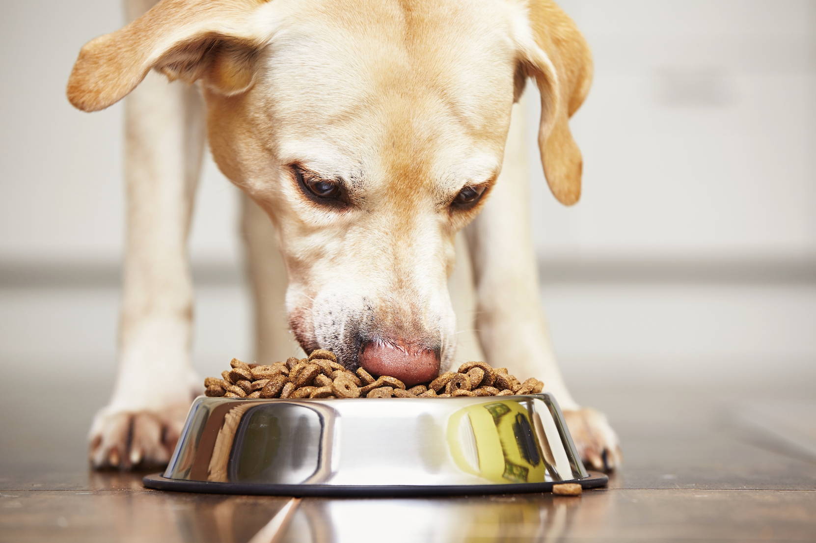 Extra fiber sale for dogs